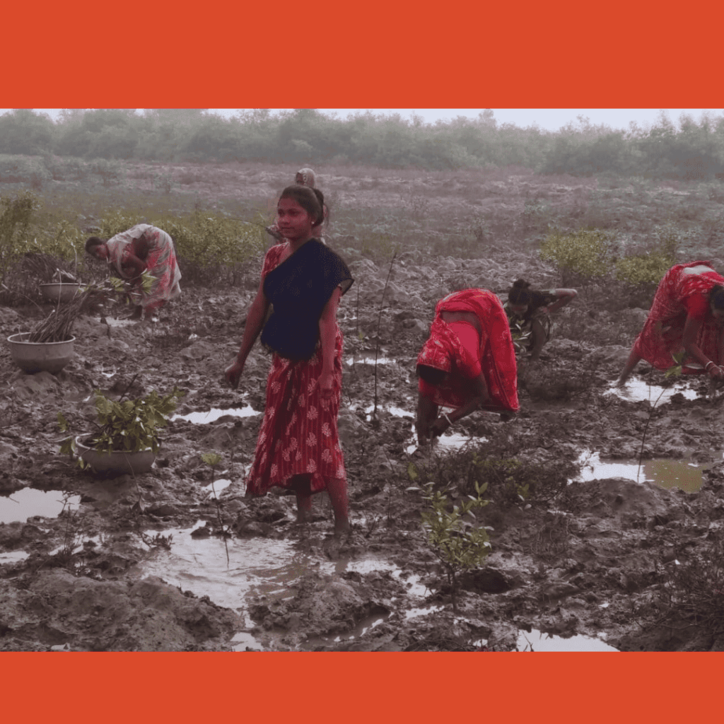 Mission Mangrove Program